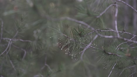 pine tree needles with morning dew drops