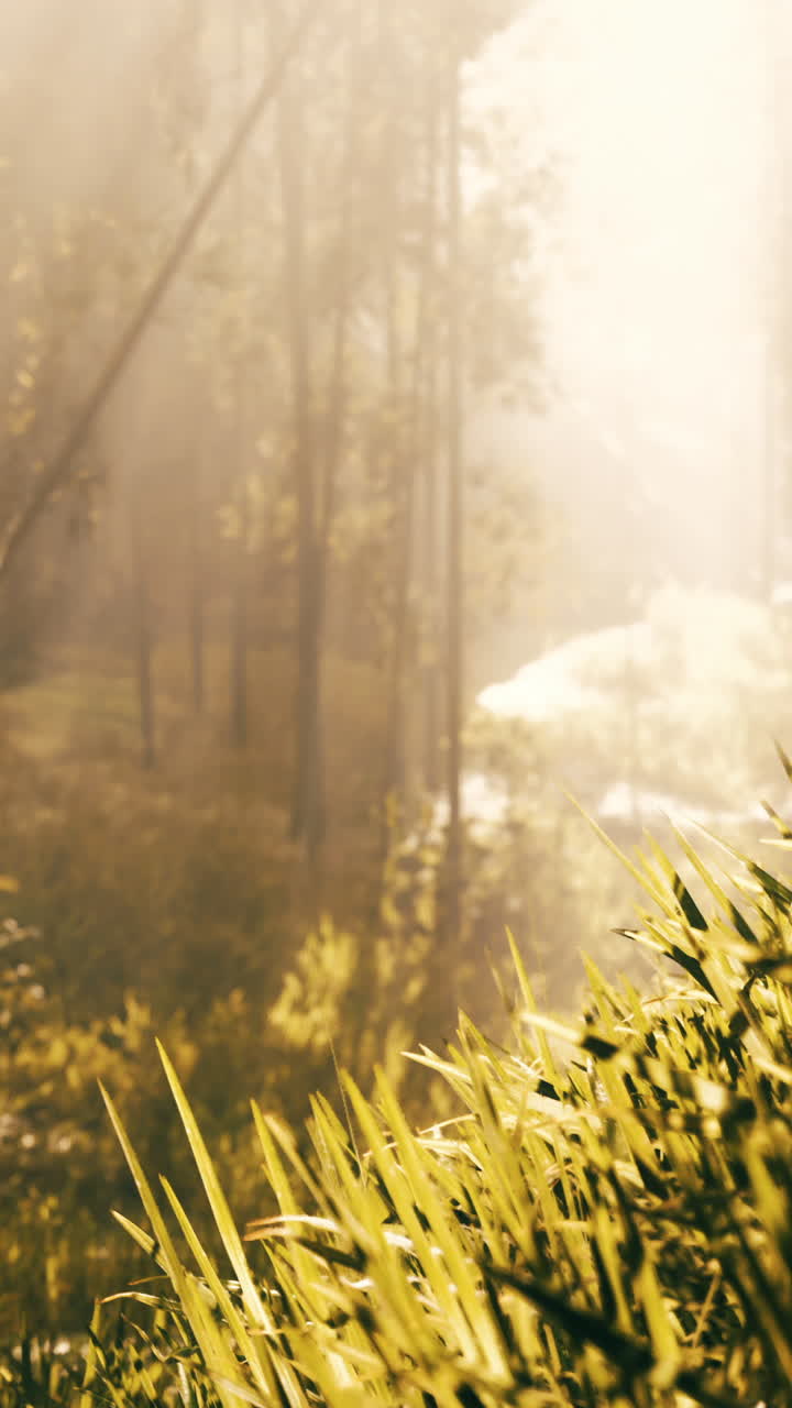 안개 숲의 해가 뜨는 것