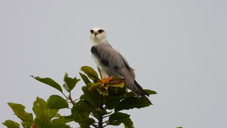 Black-winged-kite-in-tree-looking-for-food