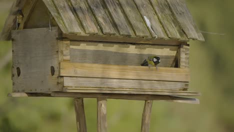 closeup of a birdhouse with colorful birds flying in and out searching and eating food at winter time in nature captured in slow-motion at 240fps