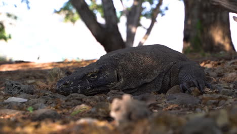 large reptilian komodo dragon endemic on bali islands in indonesia