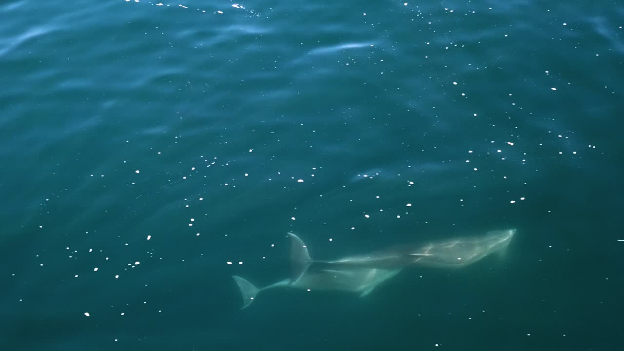 Aerial view of dolphins swimming and diving in coral blue waters - delphinus