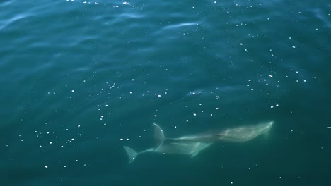 aerial view of dolphins swimming and diving in coral blue waters - delphinus