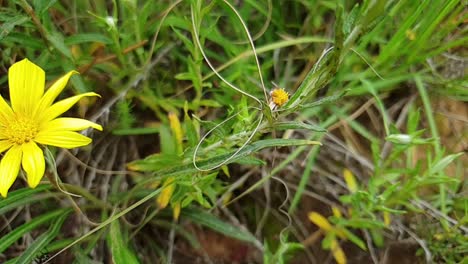 slow motion slide pan of bright yellow wild flower daisy growing tall in grass field  with bees and butterflies around at camelroc sandstone moluti mountain cliffs