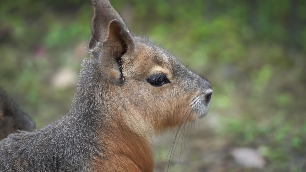 Close Up of an Patagonian Mara at Higashi Zoo in Okazaki City (Aichi, Japan)