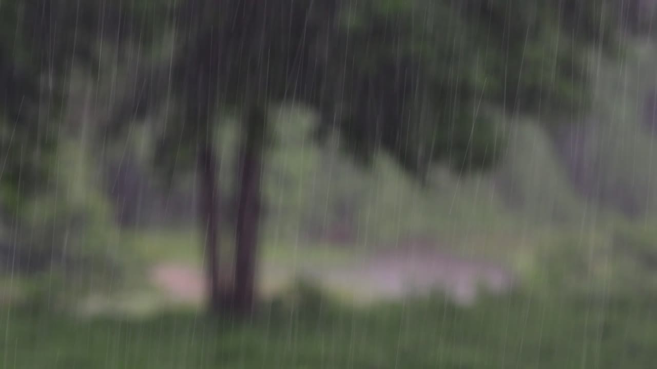 Rain comes in the jungle anytime and one must enjoy the most out of it