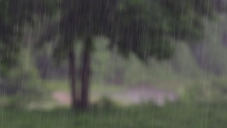 rain comes in the jungle anytime and one must enjoy the most out of it