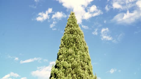 針葉樹の白い雲と鮮やかな青空に対して風にゆっくりと吹く美しい単一のヒノキの木