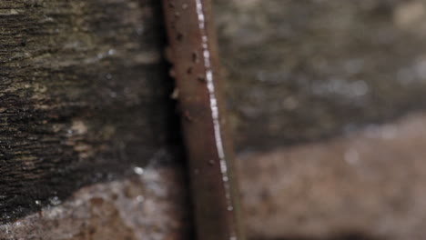 macro shot of a worm slithering around on a log