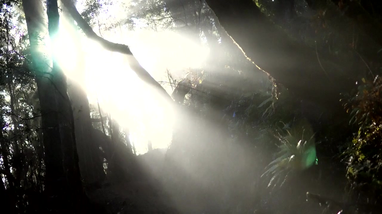 Sun rays coming through forest canopy onto mountain bike