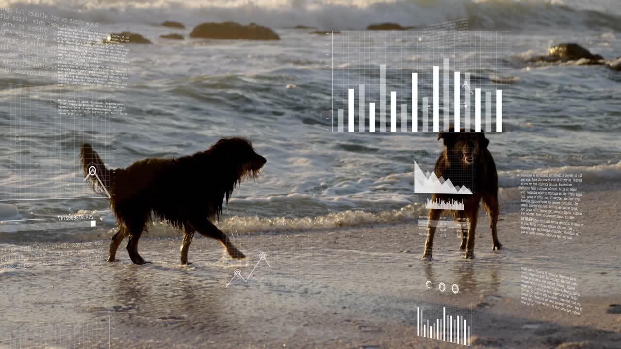 Opening with two dogs wading while cloud icon fading and data charts morphing visualizing analytics