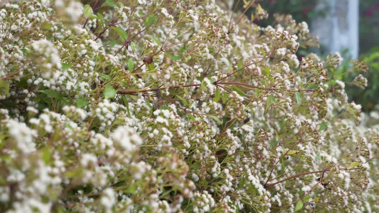 Beautiful shot of little white flowers in a cold wet mountain province