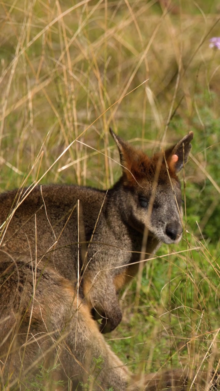 Primo piano di un wallaby di palude nativo in piedi in allerta in un prato erboso secco a Dubbo, Australia