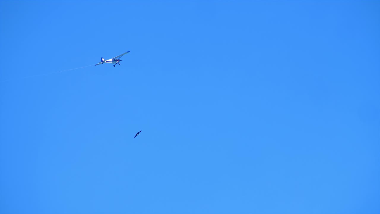 새와 비행기가 함께 날아가는 느린 mo 24fps uhd