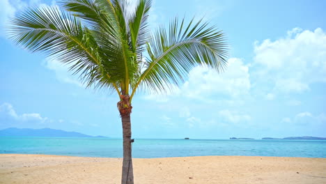 palm tree on white beach with blue sea in background