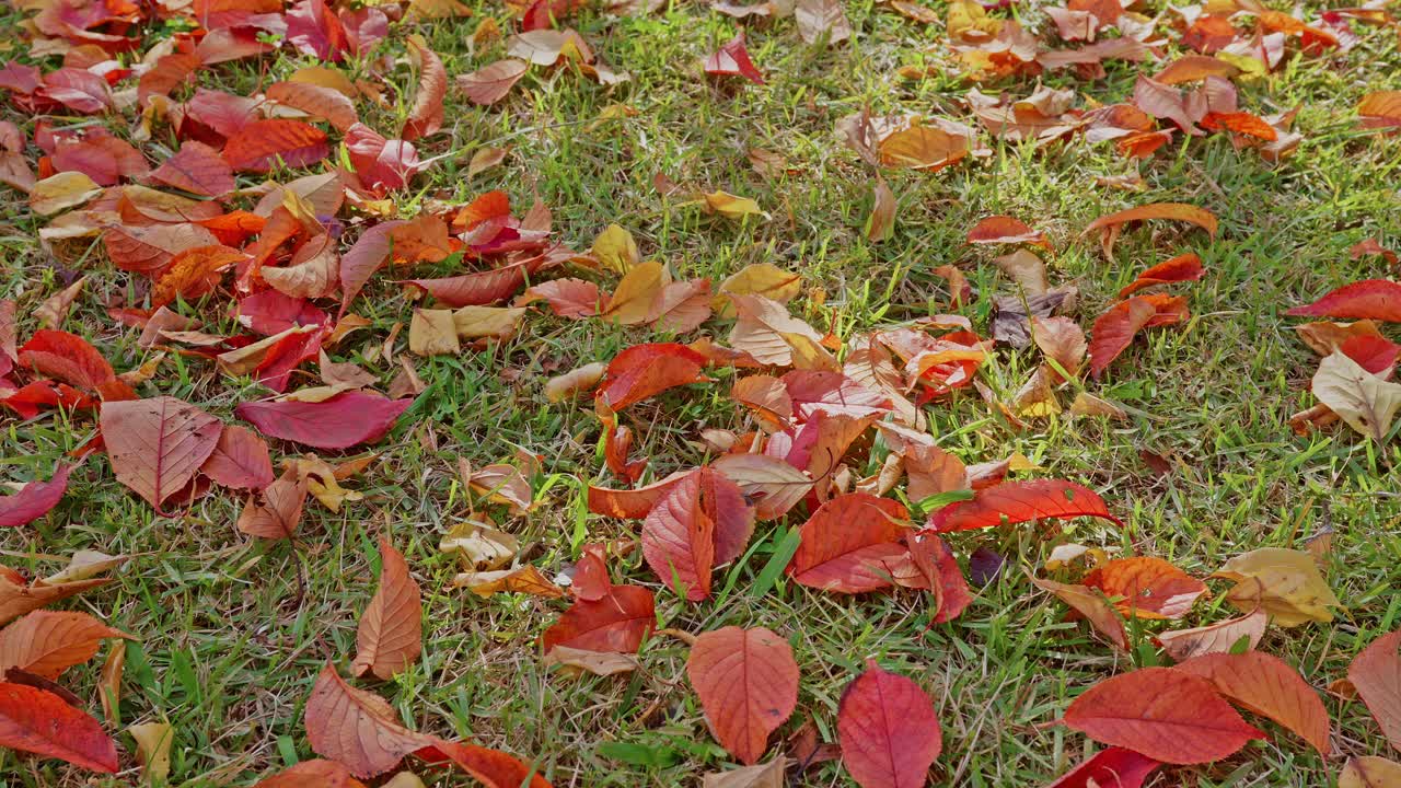 Foglie autunnali rosse, arancioni e gialle sparse su un prato verde lussureggiante alla luce del sole