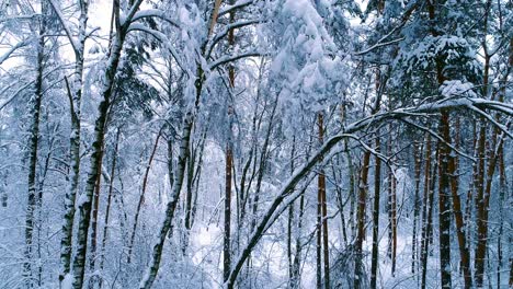 Snowy-branches-in-forest.-Winter-fairy-background