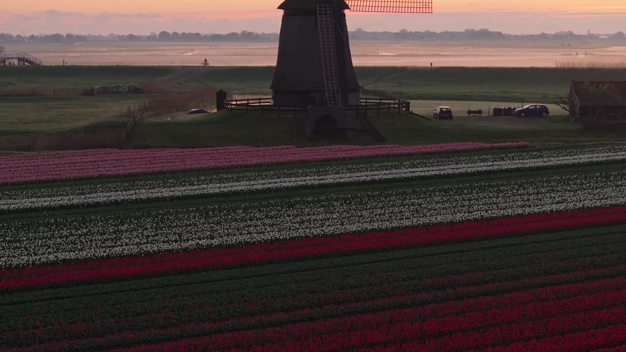 Vista aerea di campi di tulipani primaverili e di un mulino olandese illuminati dall'alba