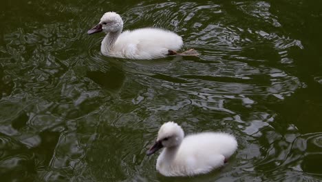 Cygninae-De-Un-Año-Y-Medio-De-Edad,-Jóvenes-Cisnes-Cygnets-Nadando-En-Un-Lago-Verde-Natural-Bevy-Cuña-Hermanos-Masculinos-Y-Femeninos-Sagrada-Tradición-Griega