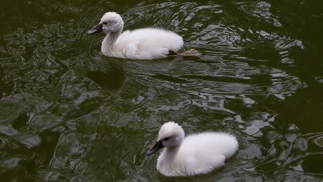 cygninae un joven cisne de un año y medio nadando en un lago verde natural bevy cuña hermanos masculinos y femeninos sagrada tradición griega
