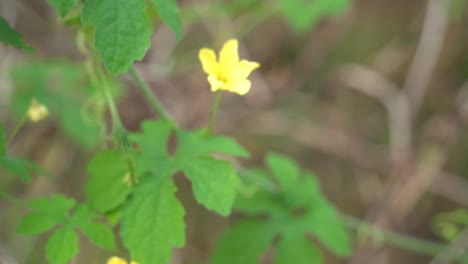 Gelbe-Blüte-Der-Bittermelonenpflanze-Cerasee-Kerala-Mit-Kerala,-Die-An-Weinreben-Hängt,-Aus-Denen-Gesunder-Kräutertee-Hergestellt-Wird,-Der-Sich-Gut-Zur-Gewichtsabnahme-Eignet