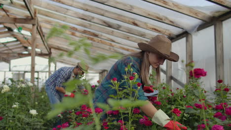 los colegas floristas trabajan juntos con tabletas en un invernadero de rosas. pequeñas empresas que hacen trabajo en equipo de chequeo de flores en una tableta a través de internet.