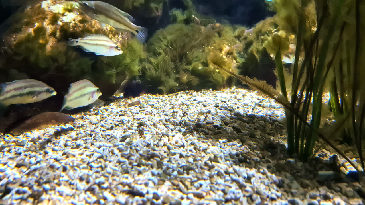 어린 대 cichlid 종의 물고기 바다 에서 수영