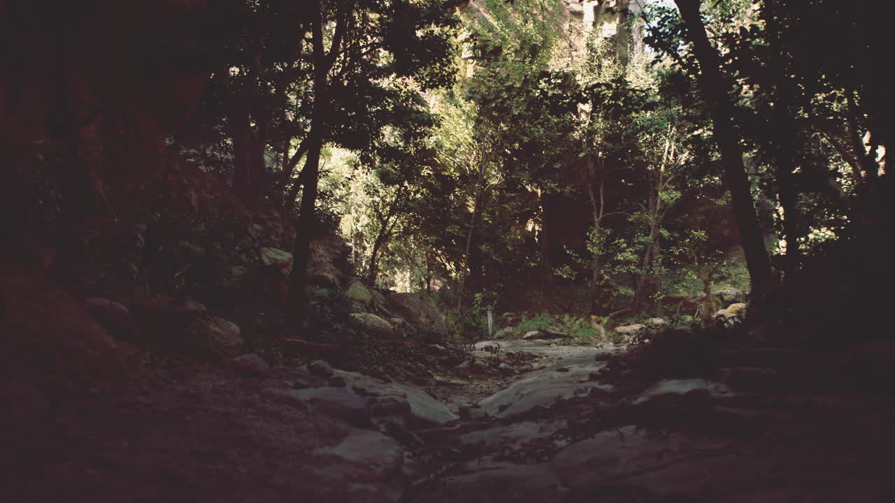 un pintoresco camino a través de un bosque exuberante