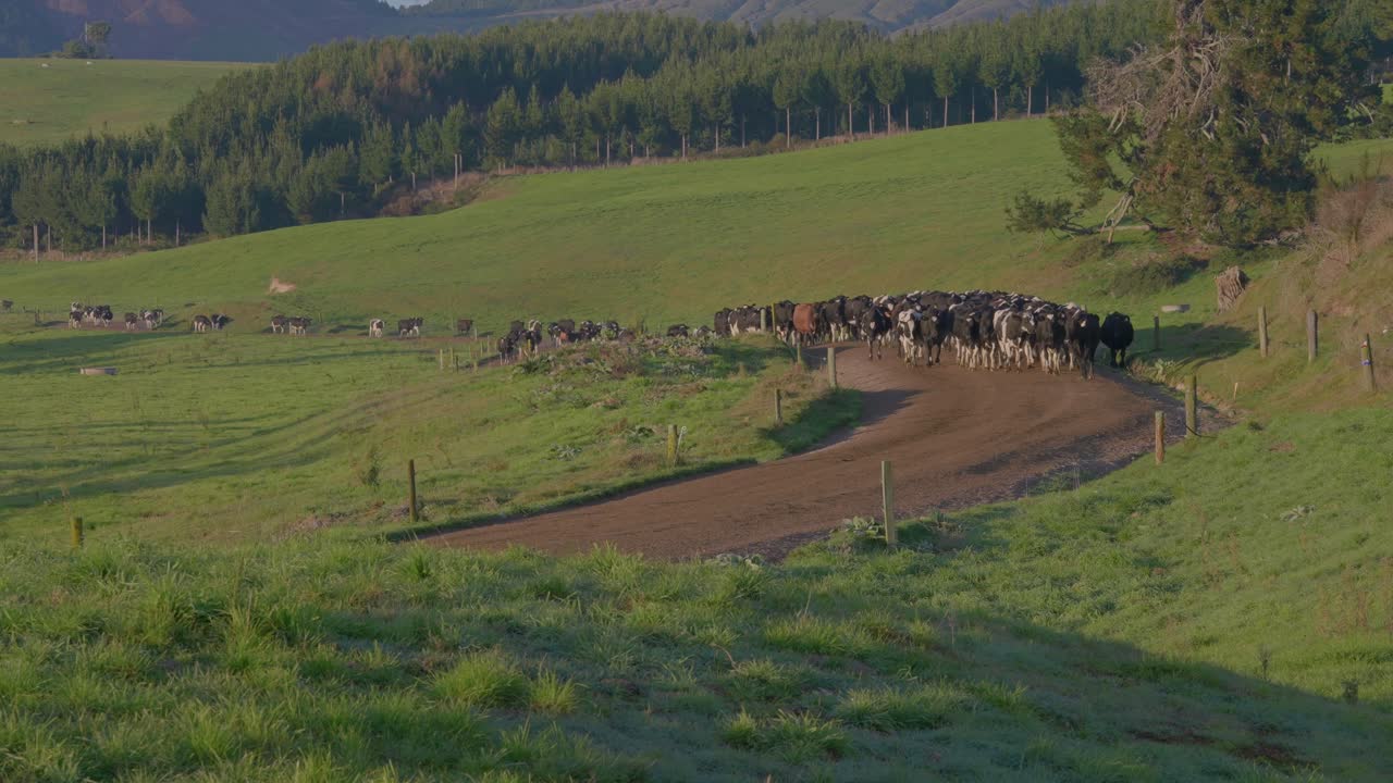Mandria di mucche che cammina su una strada sterrata di campagna, dirigendosi verso un nuovo appezzamento coltivato.