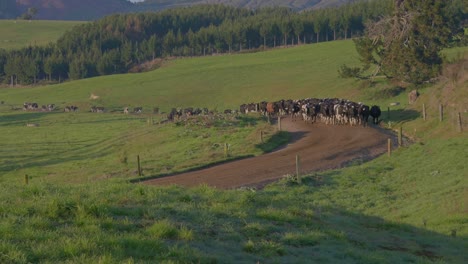 Herd-of-cows-walking-on-dusty-farm-road-moving-towards-new-tillage