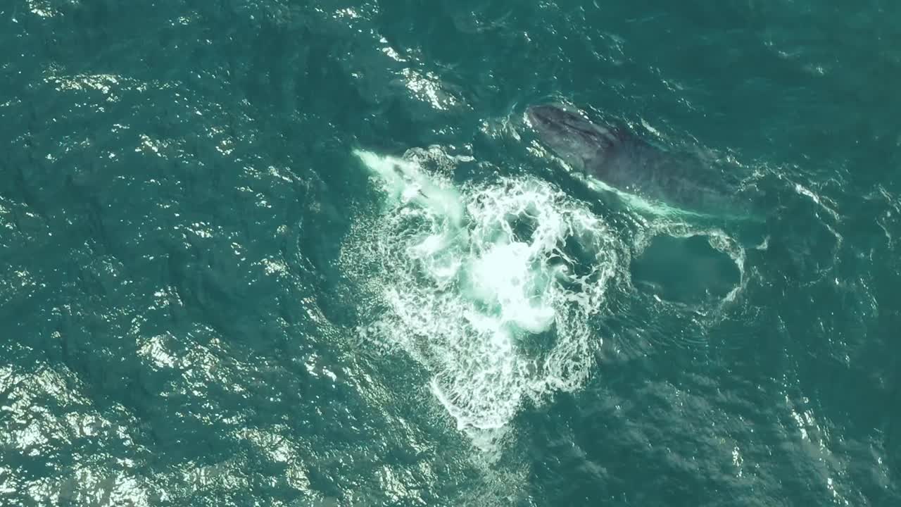어미와 송아지 혹등고래가 가까이 있는 영화 같은 공중 드론 영상