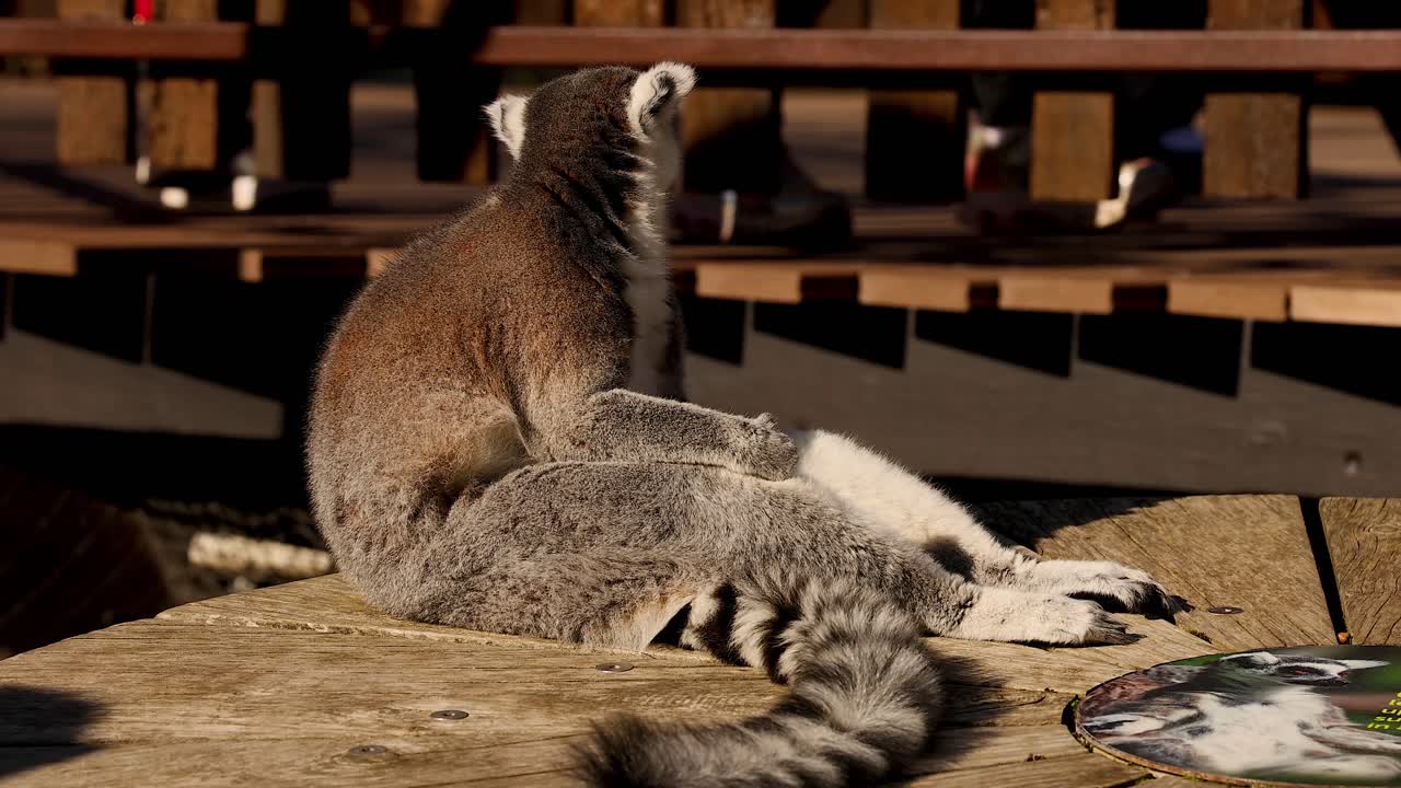 lemur sentado y descansando en una plataforma