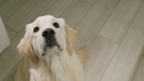 un cachorro de golden retriever mirando hacia arriba