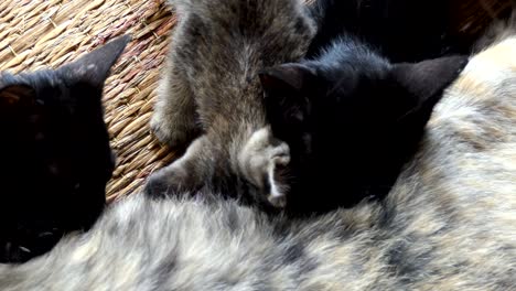 mom cat feeding her kittens