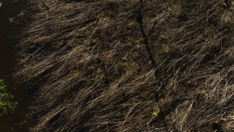 dense, dry grass in point remove wildlife area, blackwell, ar, aerial view