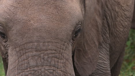 close up of an elephants face in tanzania, africa