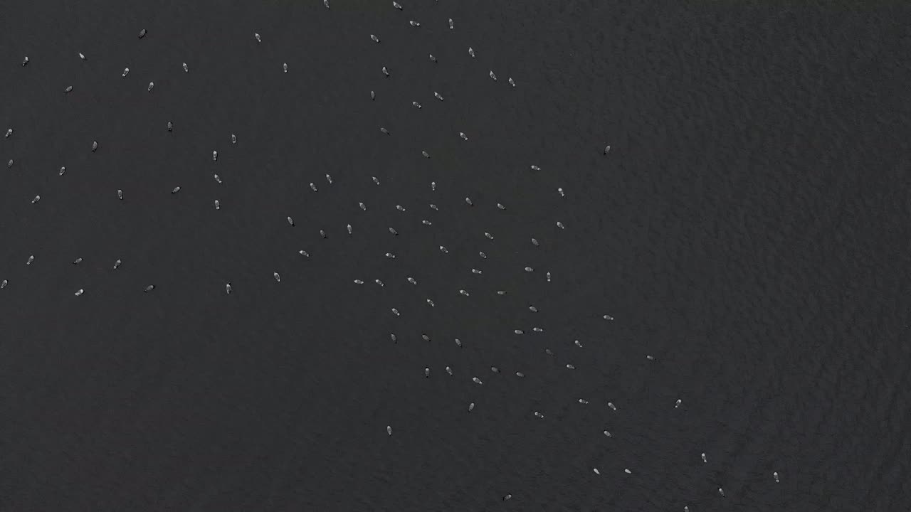 호수에 있는 큰 새 무리의 조감도