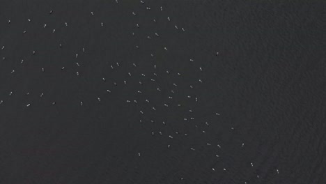 aerial view of a big flock of birds in a lake