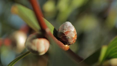 Hakea-Laurina-Pin-Cushion-Plant-buds-Close-Up,-sunny-daytime-Maffra,-Victoria,-Australia