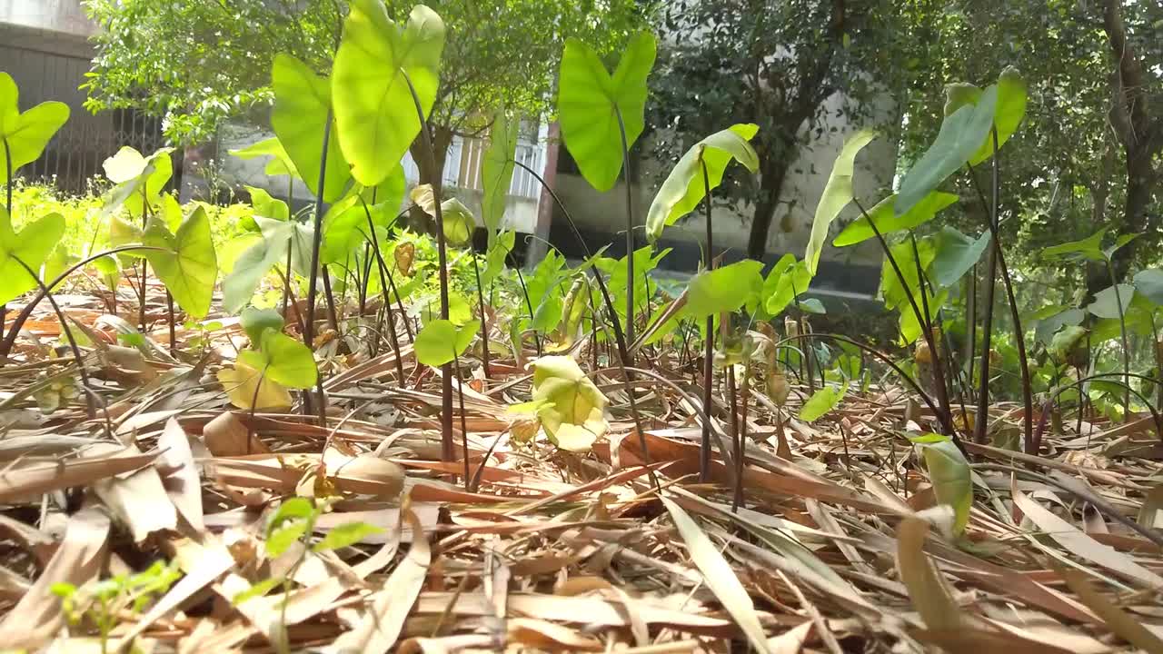 식물의 낮은 각도 샷