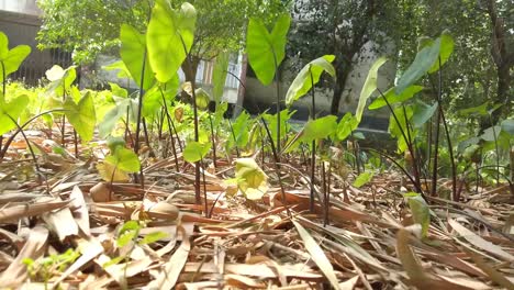 tiro de ángulo bajo de plantas