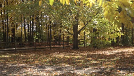 Eleganter-Herbsttag-Mit-Farbenprächtigen-Blättern-Auf-Einem-Bauernhof-In-Gatineau,-Quebec