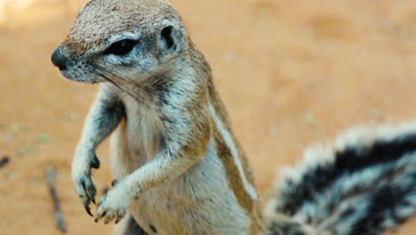 african ground squirrel sniffs and moves the top of its nose