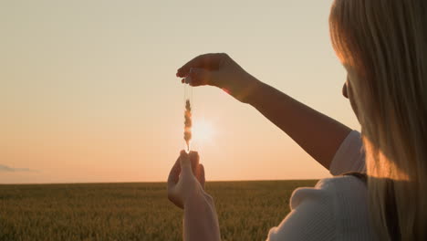 woman agronomist holding a flask with an ear of wheat in front of the sun - breeding of new varieties concept