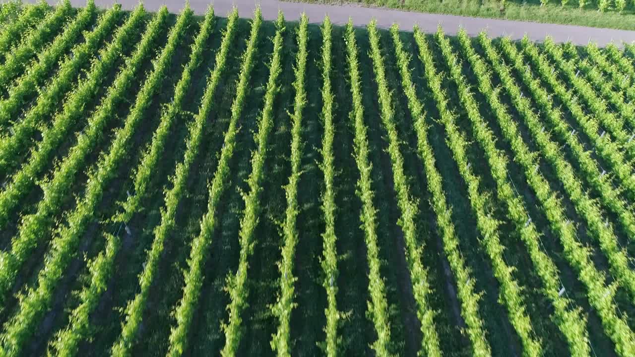 vuelo sobre el viñedo en verano