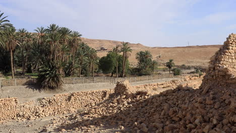 palm trees and ruins on the oasis of tozeur in tunisia