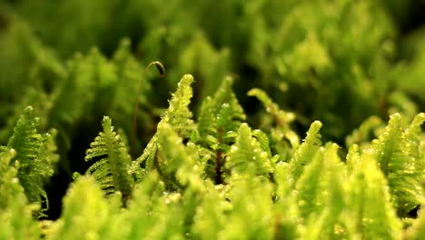 green moss on a forest floor