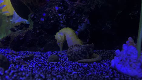 yellow sea horse on a water tank