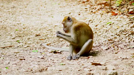 Un-Joven-Mono-Macaco-Buscando-Comida-En-El-Embalse-Macritchie,-Singapur