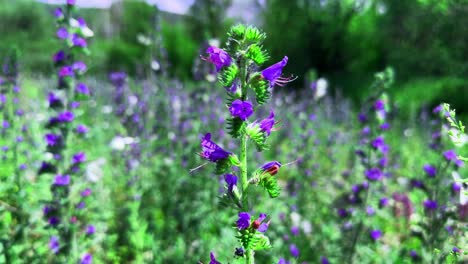a beautiful scene showcasing colorful purple flowers with butterflies, capturing the essence of nature's vibrancy in a lush green landscape filled with blooming flora